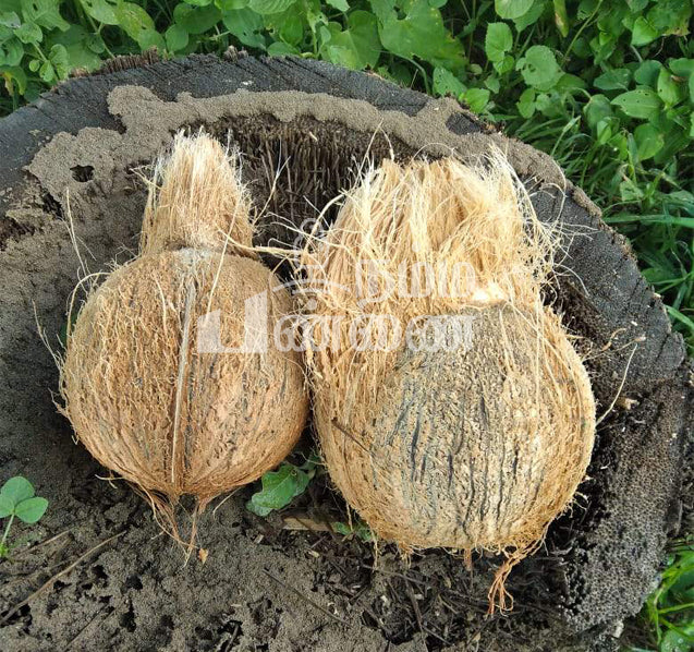 தேங்காய் | Coconut